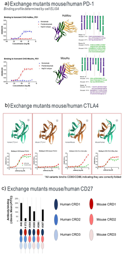 Figure 2. Antibody binding to mouse/human domain exchange mutants.