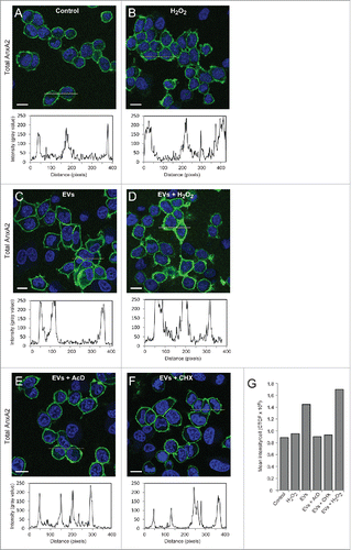 Figure 4. Pre-incubation of PC12 cells with EVs derived from H2O2-treated cells increases the expression of total AnxA2 both at the transcriptional and translational levels. PC12 cells were untreated (A), treated for 15 min with 1 mM H2O2 (B), pre-incubated for 2 h with EVs released from H2O2-treated cells (C-F) either with no additional treatment (C), or with a subsequent 15 min treatment with 1 mM H2O2 (D), in the presence of 3 µg/ml AcD (E) or 10 µg/ml CHX (F). Total AnxA2 (green) was detected using monoclonal polyclonal antibodies. The DAPI-stained nuclei are shown in blue. Scale bars: 10 μm. The diagrams below each panel show the corresponding intensity profiles along the lines indicated in the respective panels. Panel 4G: Corrected total cell fluorescence (CTCF) was measured from cells in the images shown in Panels A-F; CTCF were then divided by the number of cells (20–30) measured.