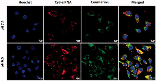 Figure 2. Confocal laser scanning microscopy images of 2D cultured HepG2 cells at pHs 7.4 and 6.5 after incubated with CMCS modified coumarin 6/Cy3-siRNA co-loaded liposomes for 1 h.