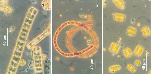 Figs 1–3. Neodenticula seminae from the Gulf of St. Lawrence, Northwest Atlantic, light microscopy. Fig. 1. Straight ribbon-shaped colonies. Fig. 2. Coiled ribbon-shaped colony. Fig. 3. Solitary and paired cells with chloroplasts.