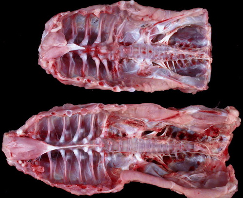 Figure 3.  Normal and chondrodystrophic spines from 43-day-old turkeys. Spines are from two similarly sized birds. The upper chondrodystrophic spine is much shorter than that of the bird with the normal back; the vertebral column is distorted and thickened, and the ribs are unevenly spaced.