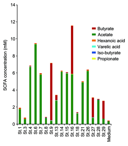 Figure 3. SCFA production by each of the 17 strains. Liquid chromatography-electrospray ionization-tandem mass spectrometry (LC–ESI-MS/MS) analysis of short chain fatty acid metabolites was performed on 48 h cultures of peptone-yeast extract-Fildes solution supplemented with glucose at a concentration of 1% (w/v). Fatty acids in the culture supernatant were derivatized with 2-nitrophenylhydrazine and purified by liquid/liquid extraction.Citation28 Short chain fatty acid peaks were identified by both their specific MS/MS ion-transitions and comparison of the retention times with those of known short chain fatty acids in a standard solution.