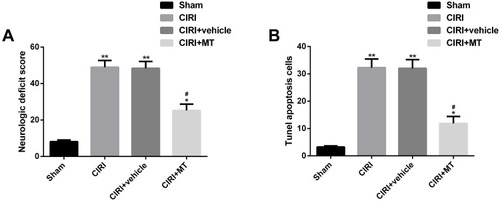 Figure 1 Effect of MT on neurological deficit score and neuronal apoptosis in CIRI rats. (A) MT significantly reduces the neurological deficit score of CIRI rats. (B) MT significantly reduces neuronal apoptosis cells in CIRI rats.