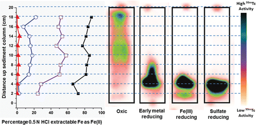 Figure 3. (Left) percentage of 0.5 N extractable Fe(II)/Fe(III) present at 2 cm intervals up the sediment column, and (Right) activity of 99mTc accumulated in each 2 cm interval for black) oxic column, red) early metal reducing column, blue) Fe(III)-reducing column and purple) sulfate-reducing column. Gamma emitting spot sources were used to mark the top of each column.