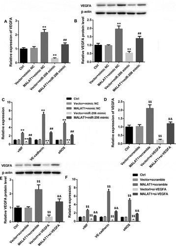 Figure 5. miR-206 mimic and VEGFA silencing abrogated the MALAT1 overexpression-induced VEGFA, vWF, VE-cadherin, and eNOS