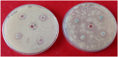 Figure 12. Antibacterial activity of BMZ (0.05 mol percentage) NPs (c = represent positive control streptomycin and ampicillin for S. areus E.coli respectively, followed by 50 µL/well of 50 mg BMZ NPs).
