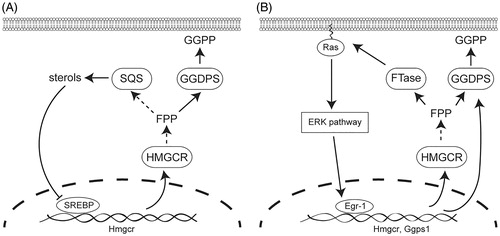 Figure 2. Key feedback mechanisms that control isoprenoid biosynthetic gene expression at the transcriptional level. (A) Sterol regulatory element-binding proteins (SREBPs) regulate transcription of HMG-CoA reductase and other enzymes of isoprenoid biosynthesis in response to cellular sterol levels, which indirectly affects synthesis of geranylgeranyl diphosphate. (B) Egr-1 regulates transcription of isoprenoid biosynthesis in response to activation of the ERK pathway, which directly regulates GGPDS expression at the transcriptional level.