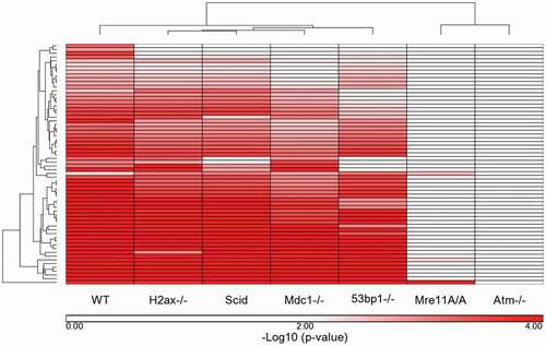 Figure 4. Ingenuity Pathways that met a p-value cutoff of p ≤ 0.005 in WT cells: comparison of WT response to the remaining 6 genotypes. The Ingenuity Canonical Pathway -log10 (p-values) generated for each genotype were compared for the 64 pathways that were significantly over-represented in WT cells based on a p-value of ≤ 0.005 (= -log10 (p-value) of 2.3). The -log10 (p-values) were clustered to determine the similarities and differences between the 7 genotypes based on the WT response to IR.