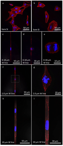 Figure 5. (a) and (b) Confocal fluorescence micrographs of Vero cells on the bare silicon substrate. (c) A non-dividing cell elongated on a 0.18 μm wide isolated tungsten line. (d) and (e) Micrographs of a dividing cell at low and high magnification, respectively. (f) Two non-dividing cells and one dividing cell attached to a 2 μm wide isolated tungsten line. (g) High-magnification image of a dividing nucleus. (h) and (i) Micrographs of cells attached to a 10 μm wide isolated tungsten line at low and high magnifications, respectively. Cell nuclei were labeled with DAPI and appear blue. F-actin microfilaments were stained with red fluorescent phalloidin conjugate and appear red. All cells were incubated for 24 hours.