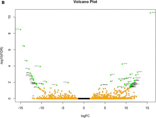 Figure 1 (A) Heatmap visualization of z-scores for DEGs identified in samples before and after intervention. (B) Volcano plot of RNA-Seq data. The Volcano plot can show differential RNA expression between the two groups (expression of after phototherapy versus before phototherapy). The horizontal line represents a P-value of 0.05 (log10 scaled). The red dots represent significant differentially-expressed genes, and the black dots represent gene expression that was not significantly different.