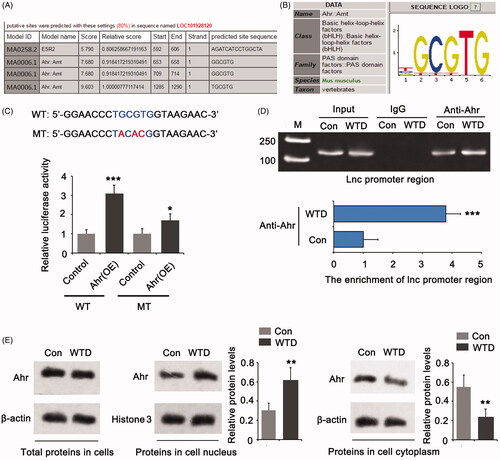 Figure 5. WTD up-regulates LOC101928120 by stimulating Ahr. (A) Bioinformatics analysis using Jasper 2020 showing that the LOC101928120 gene is likely a target of Ahr. (B) The gene sequence is specifically targeted by Ahr. (C) A luciferase reporter assay was performed to confirm the interaction of Ahr with the promoter region of LOC101928120 gene from −1285 to −1290 bp, as this region showed the highest score in the bioinformatics analysis. (D) ChIP assay was conducted to determine whether the interaction between Ahr and LOC101928120 gene promoter is influenced by WTD. (E) Western blot assay was performed to determine the protein level of Ahr in chondrocytes and the cytoplasm and cell nucleus after WTD treatment. **p < 0.01 vs. control group; *p < 0.05, ***p < 0.001 vs. control group.