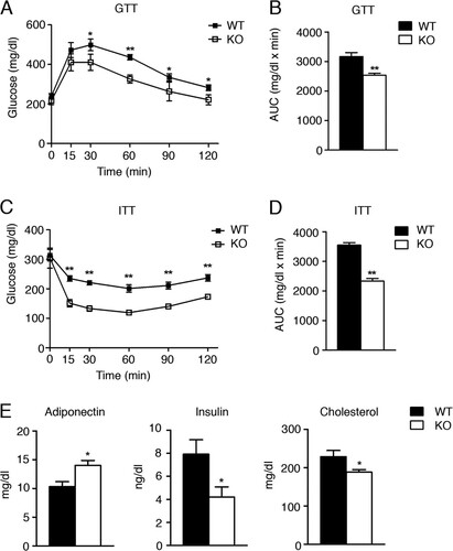 Fig 6 Foxa3-null mice are more insulin sensitive than WT mice. (A to D) GTT (A) and ITT (C) assays in adult WT (n = 5) and Foxa3-null (KO) mice (n = 5) fed a HFD and quantification of area under the curve (AUC) (B and D). (E) Serum parameters in WT (n = 5) and Foxa3-null (KO) mice (n = 5) after HFD regimen. Data represent means ± SEM (**, P < 0.01; *, P < 0.05).