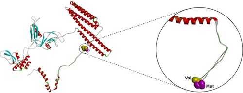 Figure 5 In silico 3D modeling for APP p.V604M.