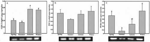 Figure 4. Seasonal expression levels of the (a) cyclooxygenase-2 (COX-2), (b) peroxisome proliferator-activated receptor γ coactivator 1-α (PGC-1α), and (c) peroxisome proliferators-activated receptor α (PPARα) genes of brown adipose tissue in Tupaia belangeri. Data are expressed as mean ± standard error; values not sharing a common letter are significantly different (P < 0.05).