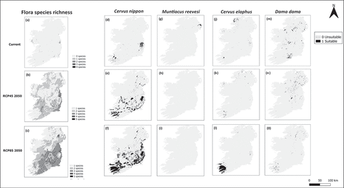 Figure 2. Species richness of flora of conservation concern projected into current and future scenarios (a-c). Distributions of sika deer (d-f), muntjac deer (g-i), Red deer (j-l) and Fallow deer (m-o).