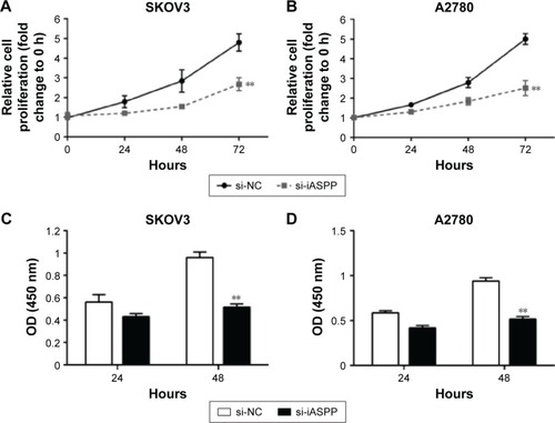 Figure 8 iASPP promoted ovarian cancer-cell growth.