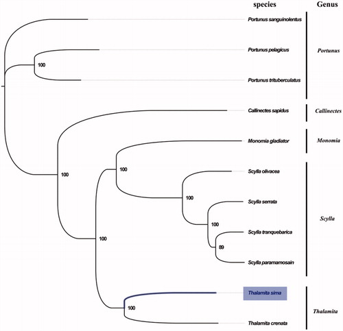 Figure 1. Phylogenetic tree of 11 species in family Portunidae. The complete mitogenomes are downloaded from GenBank and the phylogenic tree is constructed by maximum-likelihood method with 100 bootstrap replicates. The bootstrap values were labelled at each branch nodes. The gene's accession number for tree construction is listed as follows: Portunus sanguinolentus (NC_028225), Portunus pelagicus (NC_026209), Portunus trituberculatus (NC_005037), Callinectes sapidus (NC_006281), Monomia gladiator (NC_037173), Scylla olivacea (NC_012569), Scylla serrata (NC_012565), Scylla tranquebarica (NC_012567), Scylla paramamosain (NC_012572) and Thalamita crenata (NC_024438).