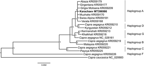 Figure 1. Bayesian tree based on the concatenated nucleotide sequences of 13 mitochondrial PCGs and two mRNA indicating phylogenetic relationship of Karachaev goat (in bold) with worldwide goat breeds and Bezoar goat (Capra aegagrus). Node numbers show posterior probability values. GenBank accession numbers are given with species names.