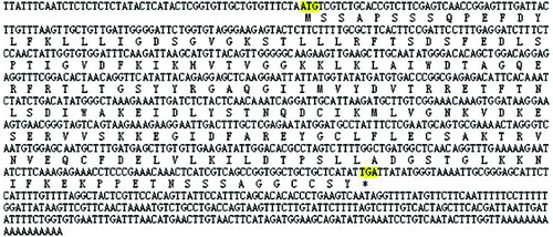 Figure 2. The complete mRNA of watermelon Rab18 gene and its encoding amino acids. * indicates the stop codon.