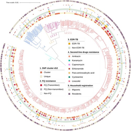 Figure 2. Phylogeny, clustering, and resistance profile of 850 Mycobacterium tuberculosis strains isolated in Shanghai. The different colours on the branches indicate different lineages and sublineages. A total of 850 MDR-TB strains included 779 L2 strains (including 2 of L2.1 [orange], 56 of L2.2.2 [purple], 721 of L2.2.1 [fuchsia]), 1 L3 strain (green), and 70 L4 strains (blue). The first outer circle indicates genomic-clustered strains differing by ≤ 12 SNPs. The second outer circle indicates the distribution of fluoroquinolone resistance and whether it is transmitted. The small rectangles of different colours on the outer middle ring indicate second-line drug resistance. The outermost circle indicates the household registration of patients. Abbreviations: FQ, Fluoroquinolones; EDR-TB, extremely drug-resistant tuberculosis.