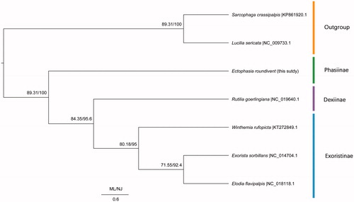 Figure 1. Phylogenetic trees among seven species which consist of five Tachinidae species and two outgroups including Calliphoridae and Sarcophagidae.