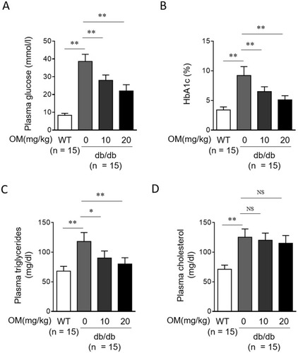 Figure 2 OM ameliorates diabetic metabolic parameters in db/db mice. (A–D) Eight-week-old male db/db mice were intragastrically administered with 10 mg/kg OM, 20 mg/kg OM or equal volume of vehicle saline (0 mg/kg OM) per day for 8 weeks (n = 15). The wild-type littermates (WT, n = 15) were administered with equal volume of saline and used as controls for db/db mice. The metabolic parameters including plasma glucose (A), HbA1c (B), plasma triglycerides (C), and plasma total cholesterol (D) were measured at the last day of experiment. Data are mean ± SD. *P < 0.05; **P < 0.01.