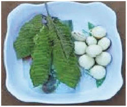 Figure 2. Mucuna solannie pods and seeds after harvesting