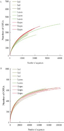 Figure 1. Rarefaction curves of (A) bacteria and (B) fungi in different samples. Dark yellow lines represent soil samples, green lines represent leaf samples, and red lines represent grape samples.