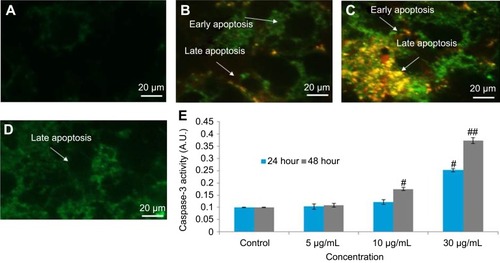 Figure 10 Yttria-stabilized zirconia-nanoparticles-induced apoptosis as marked by phosphatidylserine translocation in HaCaT cells. HaCaT cells were exposed to nanoparticles (30 µg/mL) for 24 and 48 hrs and stained with Annexin V and propidium iodide (PI). (A) Control cells showed few Annexin V stain and no PI stain. (B) Cells treated with nanoparticles (30 µg/mL) for 24 hrs showed intense Annexin V staining (green) in most cells demarcates early apoptosis and combined staining with Annexin V and PI are late apoptosis. (C) Nanoparticles (30 µg/mL) for 48 hrs showed cells with Annexin V and PI staining which are all in late apoptosis. (D) Nanoparticles (30 µg/mL) for 48 hrs in presence of NAC (5 mM) reduced apoptotic cells. (E) Caspase-3 activity. n=3, #p<0.05 and ##p<0.01 vs control. Scale bar is 20 µm.