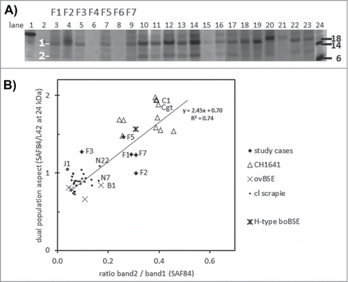 Figure 4. Dual PrPres population composition analysis with SAF84 antibody. (A) Triplex-WB of an selection of the samples analyzed, containing 7 study cases (lanes 3–9) and a set of CH1641 cases (lanes 10–17, 22–23), ovine BSE (lanes 18–19), and ovine scrapie (lanes 20-21). The PrPres samples were deglycosylated using PNGaseF. The position of deglycosylated bands 1 and 2 at respectively at 10–12 kDa and 18–21 kDa is indicated. For case details see Table 1. All lanes presented were scanned at 532 nm excitation wavelength, except lane 24 at 633 nm. Molecular mass references: lane 1 rec-ovPrP, lanes 2 and 24 blue molecular mass markers that yield a strong signal at excitation wavelength 633 nm (in kDa). TE applied per lane: 0.25 mg in lanes 4, 18–20, and 0.5 mg in lanes 3, 5–17, 21–23. (B) Dotplot of the 2 methods of dual population estimation. Vertical axis, the ratio between SAF84/L42 fraction of the 24kDa band in the PrPres triplet (see Fig. 1). Horizontal axis, the band 2 versus band 1 ratio estimated in blots of the 54 cases as exemplified in panel a. For all samples analyzed a linear regression correlation curve is presented together with the mathematical curve data and regression value R2.