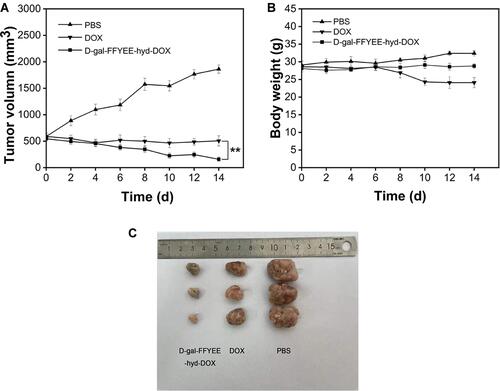 Figure 10 In vivo anti-tumor effect of D-gal-FFYEE-hyd-DOX. (A) Tumor growth curves, (B) body weight change curves, (C) representative tumor tissue image in male mice bearing H22 tumor after intravenous administration. The data are presented as the mean ± SD (n = 5). **P < 0.05 DOX vs D-gal-FFYEE-hyd-DOX.