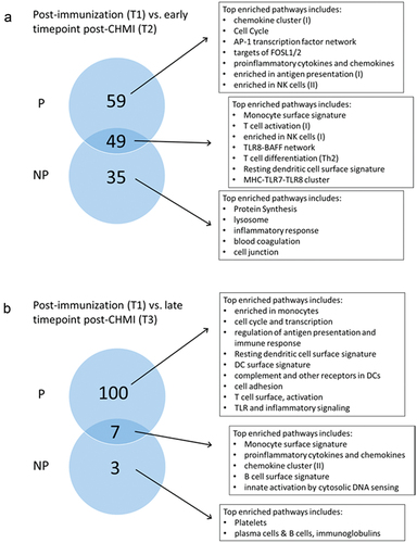 Figure 6. Post-CHMI challenge transcriptomic modifications in protected (P) and non-protected (NP) individuals diverge over time. (a) Circles represented the number of enriched pathways common or specific to P and NP subjects at an earlier timepoint (T2, 5–6 days) post-CHMI challenge. (b) Circles represented the number of enriched pathways common or specific to P and NP subjects at a later timepoint (T3, 3–4 months) post-CHMI challenge.