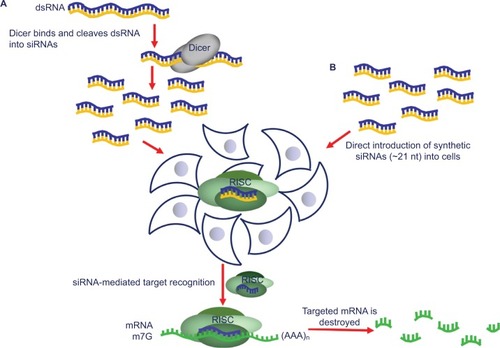 Figure 1 The RNAi mechanism is a powerful tool for gene silencing in mammalian cells. The siRNA pathway takes place as follows: (A) long dsRNA is cleaved by a member of RNAse III family, dicer, into around 21-nucleotide-long siRNAs. The siRNAs, generated either by (A) dicer cleavage or by (B) synthetic construction, are then introduced into cells, where they integrate into the RISC. Once unwound, the antisense strand of siRNA guides RISC to the mRNA containing its complementary sequence, which triggers the destruction of the target by the endonucleolytic cleavage. Springer Methods Mol Biol. RNAi-based functional pharmacogenomics. 2011;700:271–290, Tuzmen S, Tuzmen P, Arora S, Mousses S. Copyright 2011, with permission of Springer Nature.Citation1