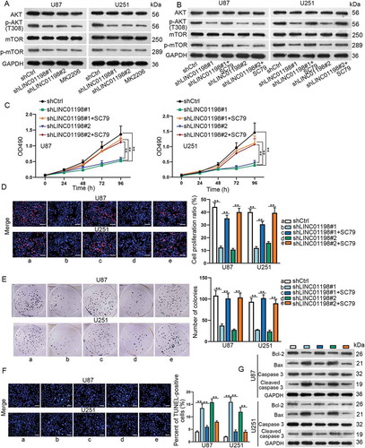 Figure 3. LINC01198 activated PI3 K/AKT signalling pathway in glioma. (A, B) The protein levels of AKT, p-AKT (T308), mTOR and p-mTOR in glioma cells under indicated transfections were tested by Western blotting. (C) The effect of SC79 on shLINC01198#1 or shLINC01198#2-affected glioma cell proliferation and apoptosis was measured by MTT, EdU (scale bar = 100 μm), colony formation, TUNEL (scale bar = 100 μm) and Western blot assays in both U87 and U251 cells. **P < 0.01.