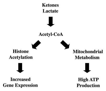 Figure 14 Possible mechanism(s) of action of ketones and lactate: Converging on Acetyl-CoA. Lactate and Ketones are converted to Acetyl-CoA, which can then be used via oxidative mitochondrial metabolism to generate high amounts of ATP. Alternatively, Acetyl-CoA could also be utilized for the acetylation of proteins, such as histones. Histone acetylation has been associated with increases in gene expression.