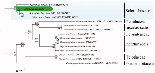 Figure 1. Phylogenetic analysis of mitochondrial genomes from Monilinia fructicola and its related species in Helotiales based on Bayesian inference and Maximum likelihood. Bayesian posterior probabilities and ML bootstrap values are shown above and below the internodes, respectively. GenBank accession numbers are shown in parentheses.