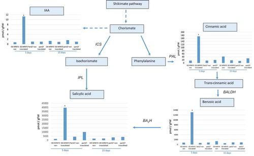 Figure 7. Analysis of major branch-point intermediates and products associated with and derived from the shikimate pathway. Changes in levels of the metabolites: cinnamic acid, benzoic acid, salicylic acid, and indole-3-acetic acid (IAA) were measured through direct LC–MS/MS analysis in negative-phase mode in root tissues at 5 and 15 dai with M. javanica J2s, and data were expressed as means of four replicates. Mock treatments consisted of inoculation with H2O only. Errors bars correspond to SD (n = 4), and different letters above the bars denote a significant difference (p < 0.05, analysis of variance) between samples, as analyzed by Tukey–Kramer multiple comparison test. Isochorismate mutase (ICS), Phenylalanine ammonia-lyase (PAL); Isochorismate pyruvate lyase (IPL); benzaldehyde dehydrogenase (BALDH); benzoic acid 2-hydroxylase (BA2H).