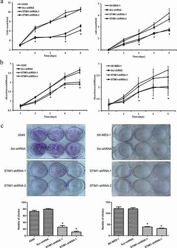 Figure 3. Knockdown of STIM1 inhibits cell growth and viability of NSCLC cells. (a) STIM1 knockdown significantly inhibited cell growth in A549 and SK-MES-1 cells detected by cell counting assay. (b) MTS assay detected that the viability of NSCLC cells infected STIM1-shRNA was suppressed. (c) STIM1 knockdown A549 and SK-MES-1 cells also formed significantly less colonies than those of their control cells. *p < 0.05 by Student’s t-test. STIM1, stromal interaction molecule 1. a. b. c.