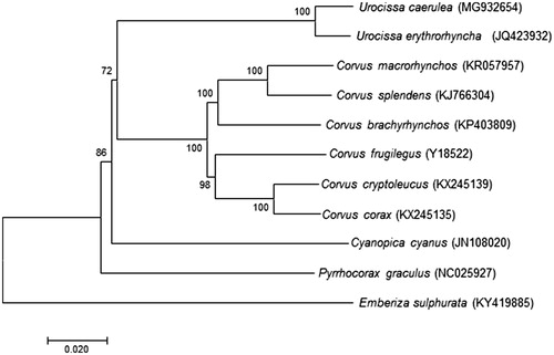 Figure 1. Neighbor-Joining (NJ) phylogenetic tree of U. caerulea and the other 10 species using Emberiza sulphurata as an outgroup were conducted in MEGA7. The percentage of replicate trees in which the associated taxa clustered together in the bootstrap test (1000 replicates) are shown next to the branches. The evolutionary distances were computed using the Kimura 2-parameter method and are in the units of the number of base substitutions per site. All species’ accession numbers are listed behind taxa.