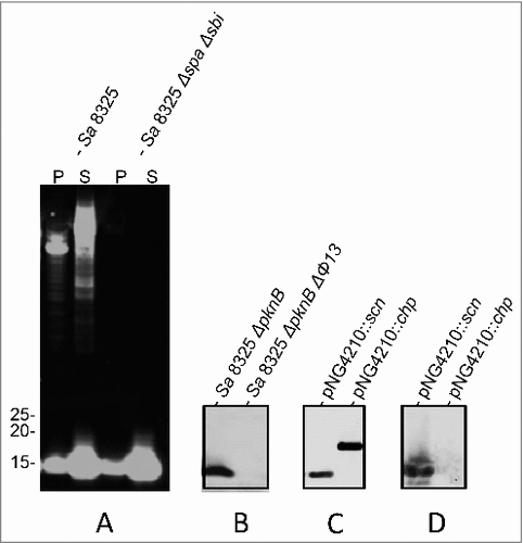 Figure 1. Identification of SCIN as target of humAb 6D4. Western blot analysis using humAb 6D4 on proteins from cell pellet (P) and growth medium fractions (supernatant; S) of the S. aureus (Sa) strains NCTC8325 and NCTC8325 ΔspaΔsbi (A), and the growth medium fractions of strains NCTC8325 ΔpknB and NCTC8325 ΔpknB ΔΦ13 (B). Western blot analysis of the growth medium fractions of L. lactis pNG4210::scn or pNG4210::chips secreting the SCIN or CHIPS proteins, respectively, using anti-His-tag antibodies (C), or humAb 6D4 (D). Molecular weights (kDa) of marker proteins are indicated next to panel A.