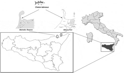 Figure 1. Location of sampling site in Milazzo Gulf, north eastern Sicily, Italy