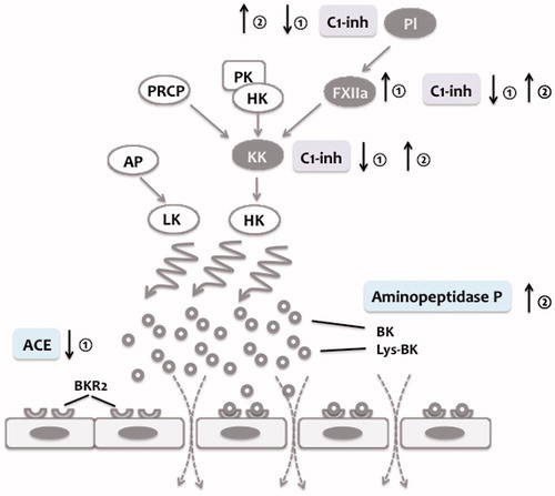 Figure 3. Effects of estrogens and androgens on the bradykinin system. Bradykinin (BK) and lys-bradykinin (lys-BK) generation via kallikrein (KK) and tissue kallikrein (KLK1) from high molecular weight kininogen (HK) and low molecular weight kininogen (LK) increases vasopermeability via ligation of bradykinin-receptor 2 (BKR2). Estrogens decrease C1-inhibitor (C1-Inh) concentrations and levels of angiotensin-converting enzyme (ACE) ①. In contrast, estrogens increase Factor XII (FXII) levels ①. (Attenuated) androgens increase C1-Inh and aminopeptidase P levels ②.