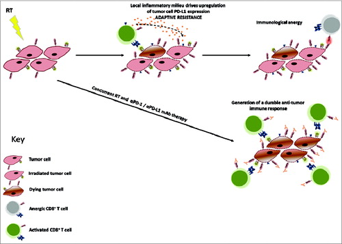 Figure 1. Tumor cell adaptive resistance following radiation therapy. Radiation therapy (RT) leads to upregulation of programmed death ligand 1 (PD-L1) expression on tumor cells through the activation of tumor resident ανδ infiltrating CD8+ T cells and local production of interferon gamma (IFNγ). This adaptive upregulation of PD-L1 leads to T-cell anergy through binding of T-cell–expressed PD-1. Blockade of either PD-1 or PD-L1 using monoclonal antibody administered concurrently with RT inhibits this immunosuppressive pathway, augmenting the generation of a durable and effective antitumor immune response.