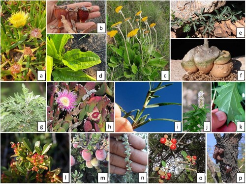 Figure 5. Examples of plant foods: a) Carpobrotus edulis fruit (Wendy June Norris CC BY-NC-ND iNaturalist); b) dried C. edulis fruit (with permission, Babylonstoren; c) Helichrysum nudifolium (Vathiswa Zikishe CC BY-NC iNaturalist); d) young H. nudifolium leaves (James Hallé CC BY-NC iNaturalist); e) Kedrostis africana climber (Andrew Hankey CC BY-SA iNaturalist); f) Kedrostis africana USO (Valentino Vallicelli free use); g) Artemisia afra leaves (Tony Rebelo CC BY-SA iNaturalist); h) Carpobrotus mellei flower and fruit (Felix Riegel CC BY-NC iNaturalist); i) Cynodon dactylon shoots/stems (Ricky Taylor CC BY-NC iNaturalist); j) Mentha longifolia leaves (Alan Lee CC BY-NC iNaturalist); k) young Solanum retroflexum leaf (Gigi Laidler CC BY-NC iNaturalist); l) Searsia laevigata fruit (Adriaan Grobler CC BY-NC iNaturalist); m) Diospyros austro-africana fruit (Brendan Cole CC BY-NC-ND iNaturalist); n) Eriocephalus africanus stem and leaves (Johan October CC BY-NC iNaturalist); o) Pappea capensis fruit (Magda stLucia CC BY-NC iNaturalist); p) Vachellia karroo gum (Tony Rebelo CC-BY-SA iNaturalist).
