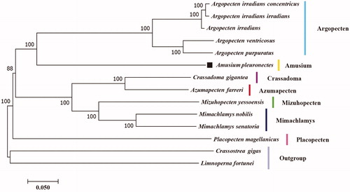 Figure 1. The phylogenetic tree of A. pleuronectes and 13 other bivalves based on complete mitochondrial genomes. The accession numbers of downloaded sequences are as follows: Argopecten irradians concentricus (KT161259.1), Argopecten irradians irradians (NC_012977.1), Argopecten irradians (NC_009687.1), Argopecten venteicosus (KT161261.1), Argopecten purpuratus (NC_027943.1), Crassadoma gigantea (MH016739.1), Azumapecten farreri (NC_012138.1), Mizuhopecten yessoensis (NC_009081.1), Mimachlamys nobilis (NC_011608.1), Mimachlamys senatoria (NC_022416.1), Placopecten magellanicus (NC_007234.1), Crassostrea gigas (NC_001276.1), and Limnoperna fortunei (NC_028706.1).