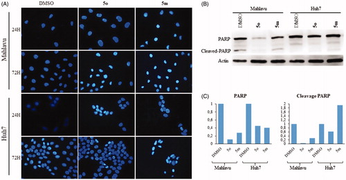 Figure 3. Characterization of cell death using fluorescent microscopy and Western blotting. (A) Hoechst staining of 5o and 5m treated Mahlavu and Huh7 cells with apoptotic nuclei at 24 h and 72 h. (B) PARP in Mahlavu and Huh7 cells treated with 5o and 5m for 72 h. Actin was used for equal loading. (C) The bar graphs representing relative band intensities of PARP and cleaved-PARP, which were normalized with their actin loading controls.