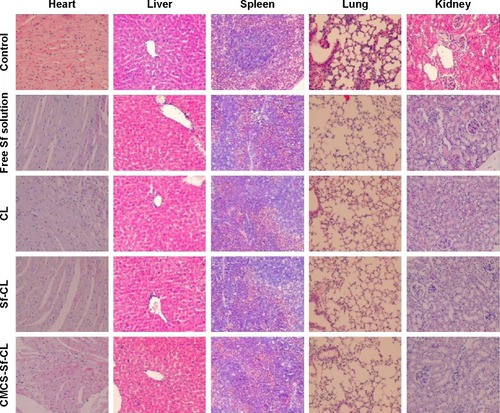 Figure 10 Evaluation of systemic toxicities by H&E staining showing histopathological changes in the major visceral organs.Abbreviations: Sf, sorafenib; CL, blank cationic liposomes; Sf-CL, sorafenib-loaded cationic liposomes; CMCS-Sf-CL, carboxymethyl chitosan-modified sorafenib-loaded cationic liposomes; H&E, hematoxylin and eosin.