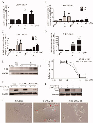 Figure 6. 5B induced cell apoptosis and pyroptosis was dependent on the ROS mediated ER stress activation. (A–D) H460 cells were treated with different concentrations of B2 for various time periods. The mRNA levels of GRP78, ATF-4, XBP-1 and CHOP were detected using iQ5 Multi-Colour Real-Time PCR Assay Kit. *P < 0.05 versus control group; **P < 0.01 versus control group; ***P < 0.001 versus control group. (E) Western blot was performed to detect the effect of B2 and curcumin on the expression of CHOP after 12 h treatment. (F) H460 cells were pre-transfected with CHOP-siRNA or negative sequence before exposure to B2 for 12 h. The expression of protein was detected by western blot. (G) The effect of B2 on the cell survival rate in the CHOP-silenced cells and negative sequence transfected cells. The viability of cells was measured using MTT assay. (H) The cells that had undergone RNA interference were treated with B2 for 28 h. The changes in cell morphology were observed through inverted microscope. (I) The effect of NAC on CHOP expression. H460 cells were pre-treated with NAC for 1 h before exposure to B2 for 12 h. Western blot was used to detect the change in CHOP expression.