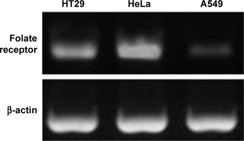 Figure S2 FR expression in HT29, HeLa and A549 tumor cell lines.Abbreviation: FR, folate receptor.