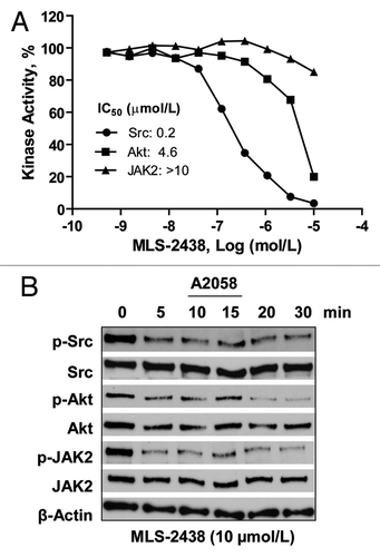 Figure 5. MLS-2438 inhibits Src kinase activity in vitro and phosphorylation of Src, Akt and JAK2 in A2058 cells. (A) In vitro kinase assays of Src, Akt and JAK2 were conducted using recombinant proteins, relevant substrates and 33P-labeled ATP in the presence of MLS-2438 at various concentrations. Radioactivity was measured for determination of kinase activity. (B) A2058 human melanoma cells were treated with 10 μmol/L of MLS-2438 in a short time course from 5 to 30 min. Cells were lysed for Western blot analysis using antibodies specific to p-Src, Src, p-Akt, Akt, p-JAK2, JAK2 and β-Actin.